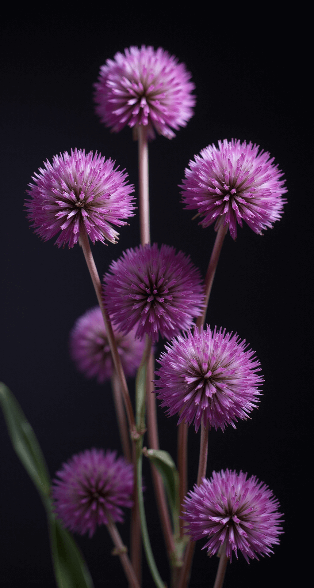 Close-up of Millennium allium blooms showcasing tiny rose-purple star-like spheres against a dark background, highlighted by dramatic studio lighting, with rich shadows and intricate detail captured using a macro lens at f/16.