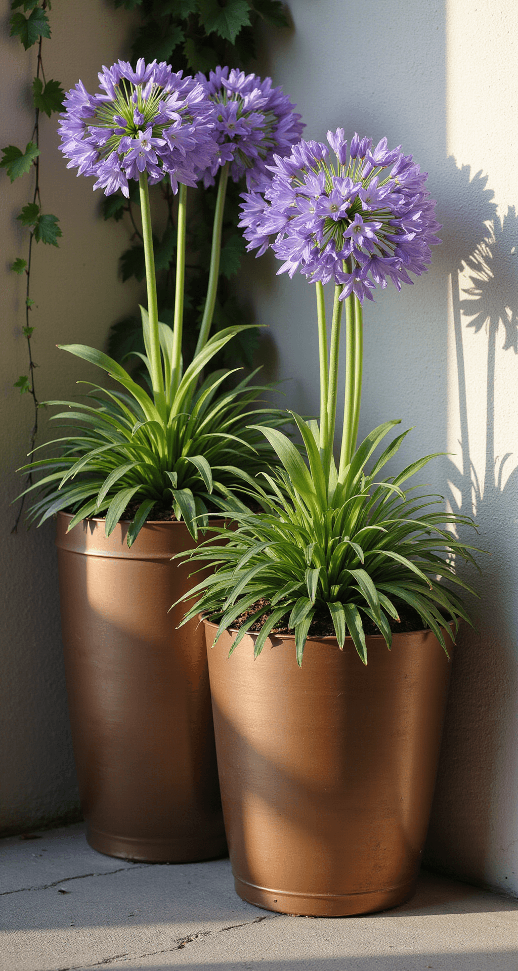 Close-up of three graduated-height bronze containers planted with Little Galaxy agapanthus, set against a textured wall with trailing vines. The scene is illuminated by strong afternoon light, highlighting the vibrant flower heads and emphasizing the plant structure in a rich, saturated color palette.