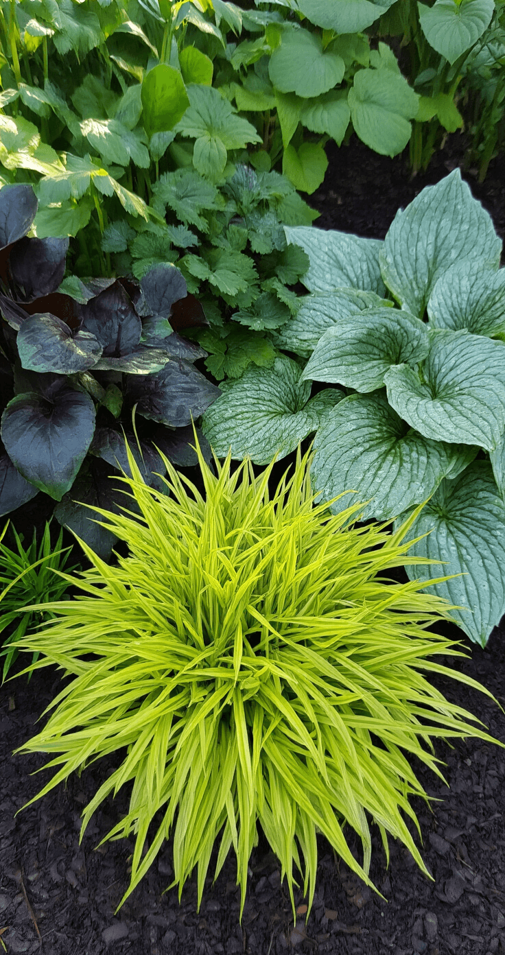 A close-up of layered plant textures in a north-facing garden border, featuring dark green hellebore leaves, silvery blue hostas, and bright chartreuse hakonechloa grass, with water droplets catching early light. The shallow depth of field highlights textural details against a dark mulch background.